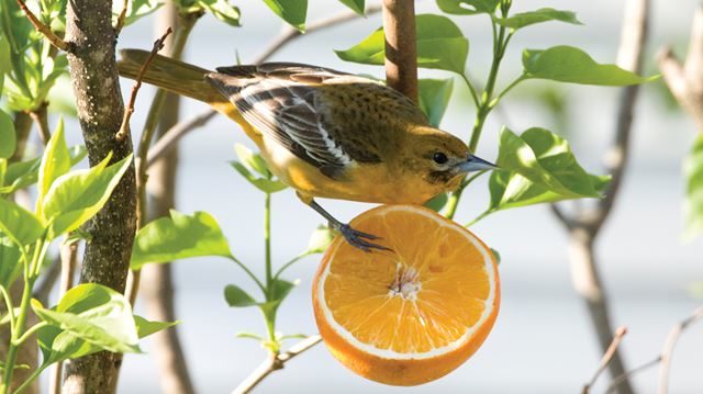 Protecting Bird Habitats Across America